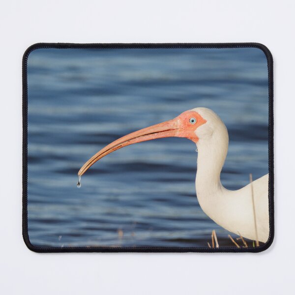 Item preview, Ibis with water droplet designed and sold by HMBPHOTO.