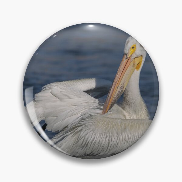 Item preview, American White Pelican 6-7-2026 designed and sold by Thomasyoung.