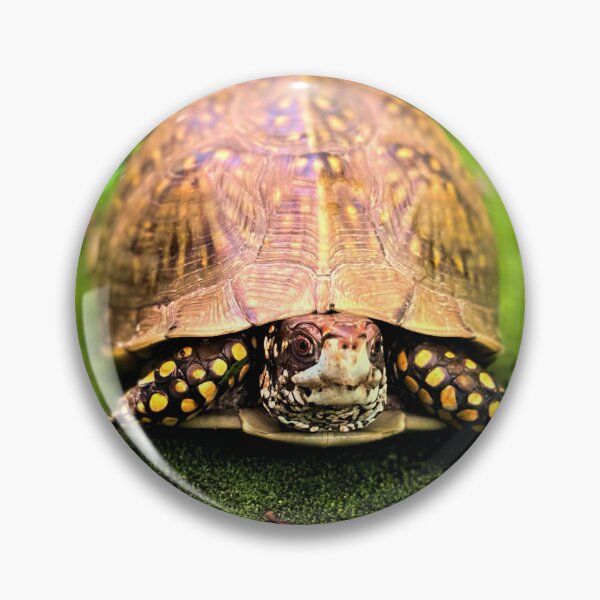 Item preview, Turtle photography 3 designed and sold by Wil2liam4 Designs.