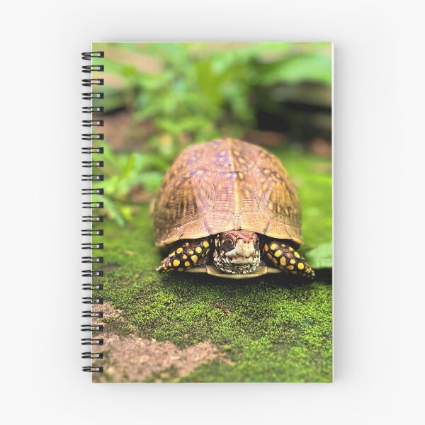 Item preview, Turtle photography 3 designed and sold by Wil2liam4 Designs.