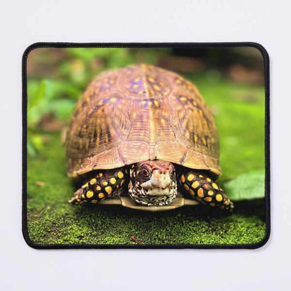 Item preview, Turtle photography 3 designed and sold by Wil2liam4 Designs.