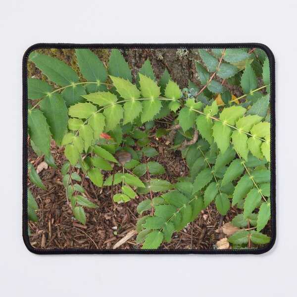 Item preview, Gently curving mahonia at base of tree designed and sold by lisavonbiela.