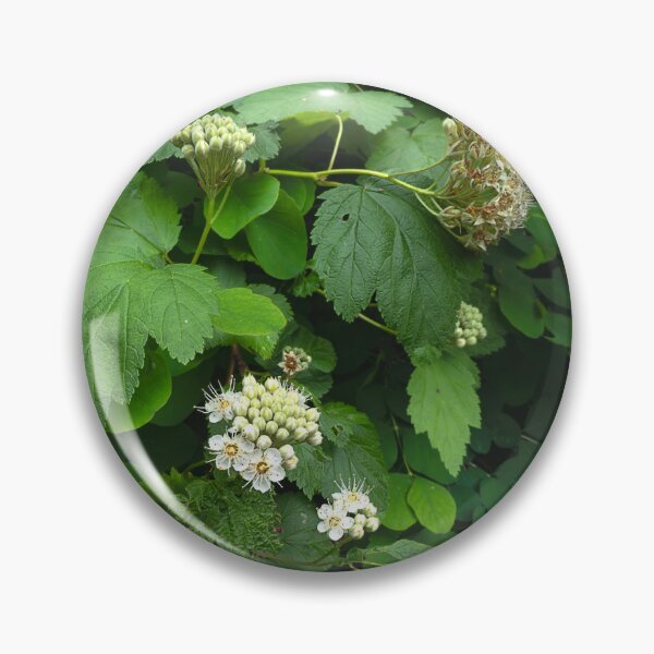 Item preview, American Highbush Cranberry blooming in square composition designed and sold by lisavonbiela.