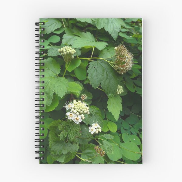 Item preview, American Highbush Cranberry blooming in square composition designed and sold by lisavonbiela.