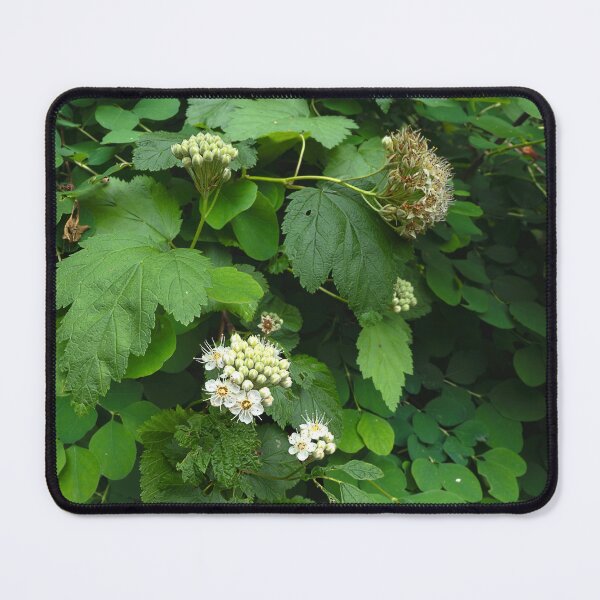 Item preview, American Highbush Cranberry blooming in square composition designed and sold by lisavonbiela.