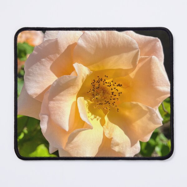 Item preview, Soft Peach Rose Bloom Elegant Floral Photography designed and sold by Be Captured by Brittany Emma.