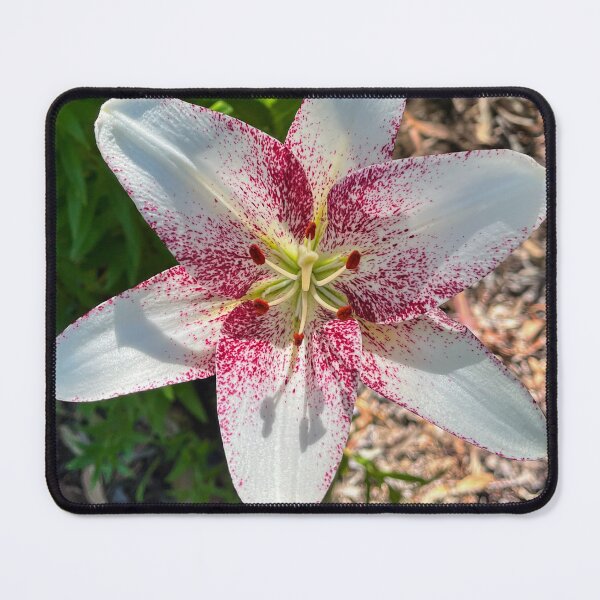 Item preview, Pink Speckled White Lily Flower Close-Up Photography designed and sold by Be Captured by Brittany Emma.
