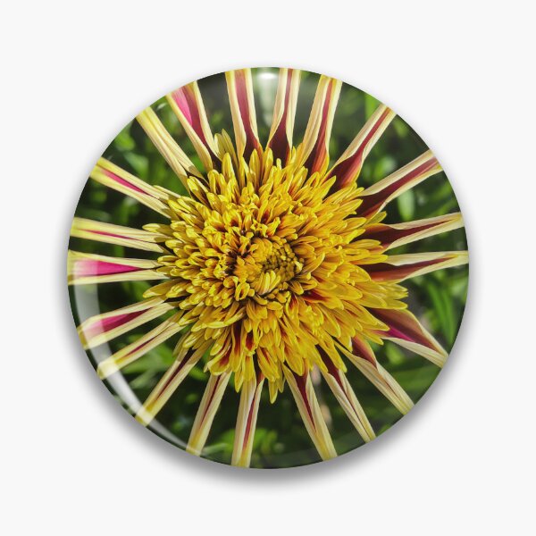 Item preview, Yellow and Burgundy Gazania Starburst Flower Photography designed and sold by Be Captured by Brittany Emma.