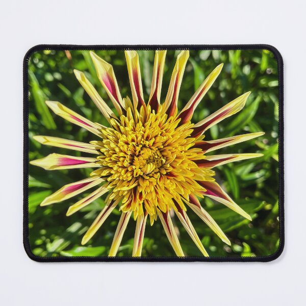 Item preview, Yellow and Burgundy Gazania Starburst Flower Photography designed and sold by Be Captured by Brittany Emma.