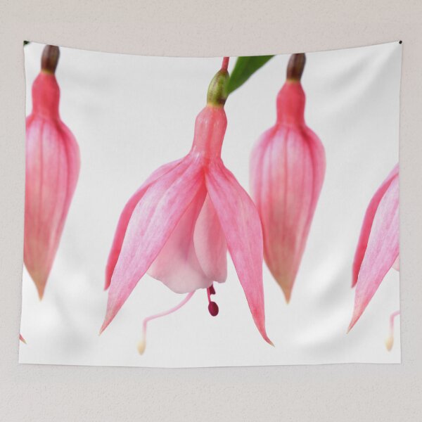 Item preview, Fuchsia  'Miss California'   designed and sold by Chris Burrows.