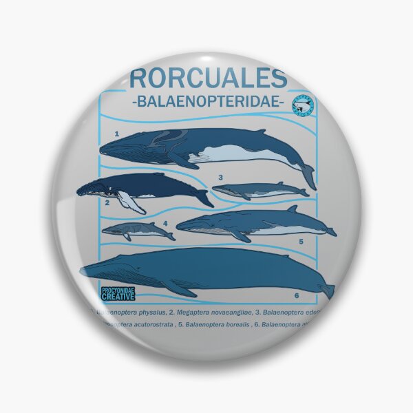 Item preview, Balaenopteridae designed and sold by Procyonidae Creative.