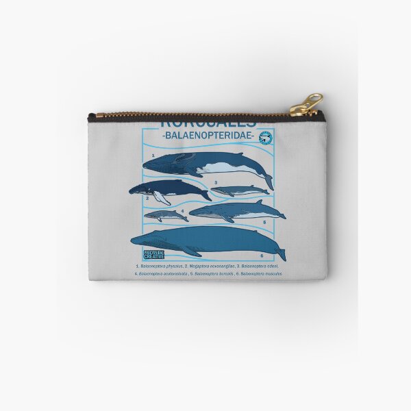 Item preview, Balaenopteridae designed and sold by Procyonidae Creative.