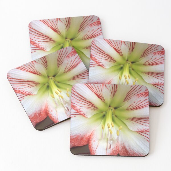 Item preview, Vibrant Striped Hippeastrum Amaryllis Flower Macro Blossom designed and sold by 27Tammy27.