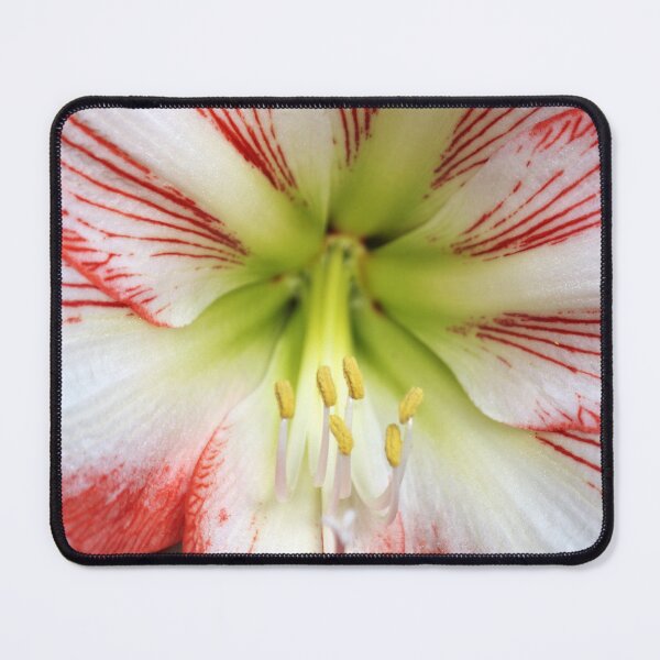 Item preview, Vibrant Striped Hippeastrum Amaryllis Flower Macro Blossom designed and sold by 27Tammy27.