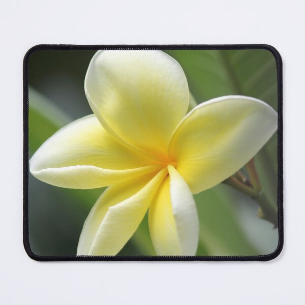 Item preview, Yellow Frangipani Blossom Tropical Flower Portrait designed and sold by 27Tammy27.