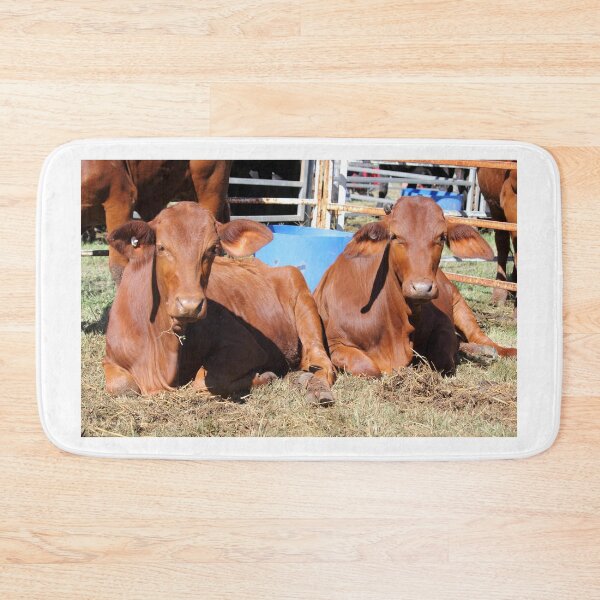Item preview, Two Brown Brahman Cross Cattle Resting designed and sold by 27Tammy27.