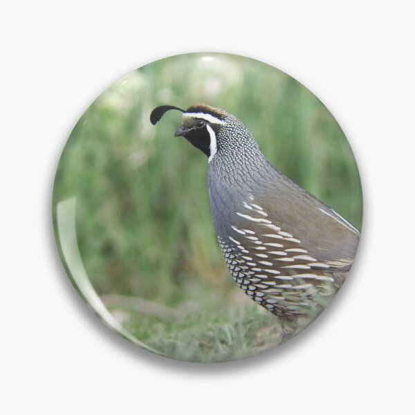 Item preview, California Quail designed and sold by Fischer by Design.