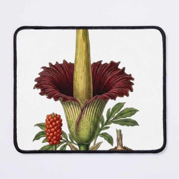 Item preview, Rare Titan Arum - Exotic Corpse Flower Botanical PNG Art designed and sold by Atlasoloji.