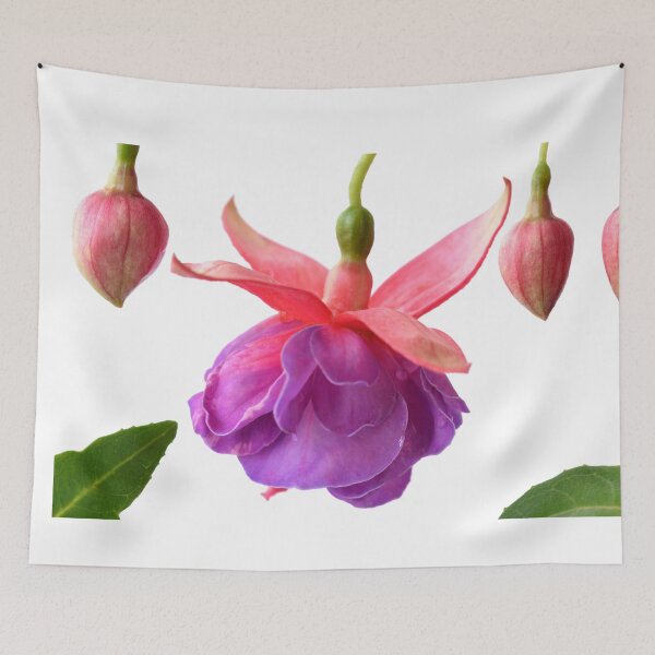 Item preview, Fuchsia  'Madeleine Sweeney'  designed and sold by Chris Burrows.