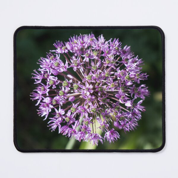 Item preview, Solo Vibrant Purple Allium Blossom designed and sold by Georgia Mizuleva.