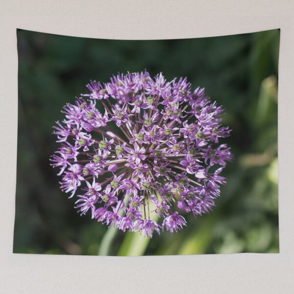 Item preview, Solo Vibrant Purple Allium Blossom designed and sold by Georgia Mizuleva.