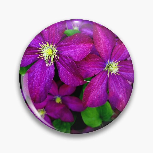 Item preview, Purple Clematis Blooms designed and sold by Rosebughive Photography.