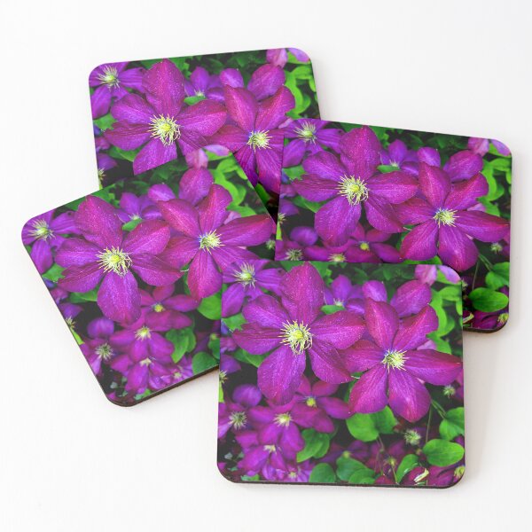 Item preview, Purple Clematis Blooms designed and sold by Rosebughive Photography.