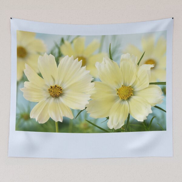 Item preview, Cosmos bipinnatus  'Lemonade'  Cosmea  Mexican aster   designed and sold by Chris Burrows.
