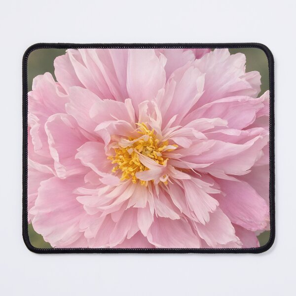 Item preview, Blush Pink Peony Flower Art Print designed and sold by Violafleurviolett.