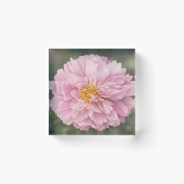 Item preview, Blush Pink Peony Flower Art Print designed and sold by Violafleurviolett.