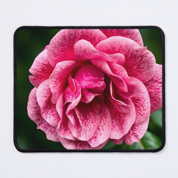 Item preview, Pink Speckled Rose Botanical Art Print designed and sold by Violafleurviolett.