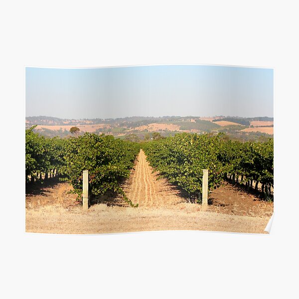 Vineyard, McLaren Vale, Australia Poster