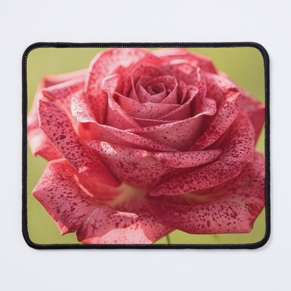 Item preview, Speckled Pink Rose Botanical Art Print designed and sold by Violafleurviolett.
