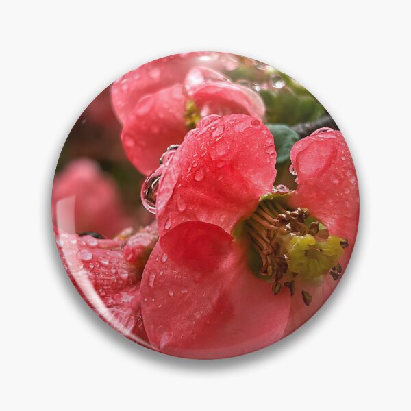 Item preview, Pink Flowering Quince with Dew Drops designed and sold by Violafleurviolett.
