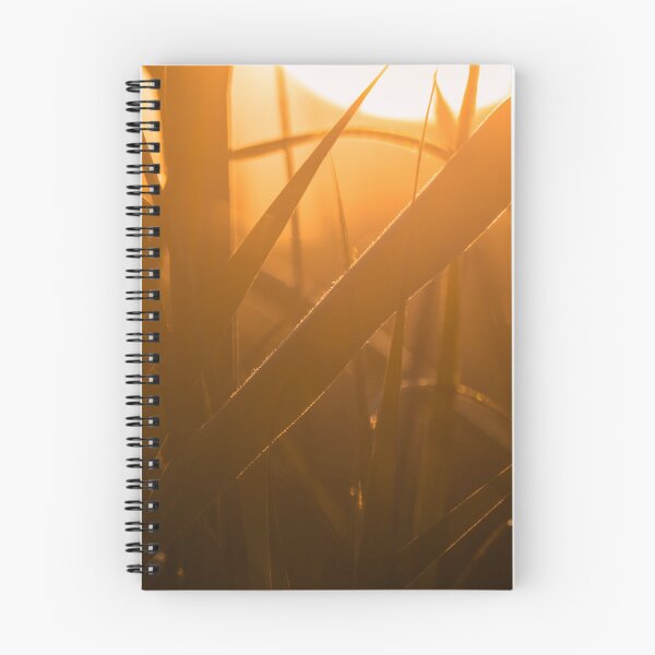 Item preview, Golden Morning – Backlit Reeds at Dawn, Bristol, England designed and sold by Johnathan Robinson Photography.