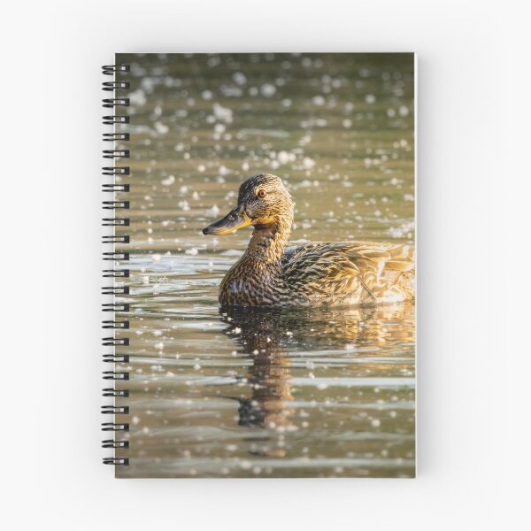 Item preview, Accidental Spa Day – Female Mallard in Blossom, Bristol, England designed and sold by Johnathan Robinson Photography.