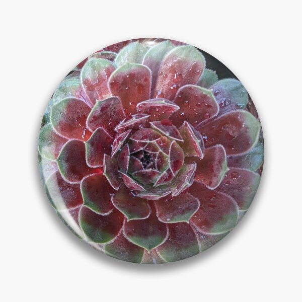 Item preview, Rain on a succulent  designed and sold by Andersong.