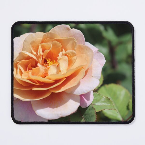 Item preview, Wishing you all Rosa Peace designed and sold by Patti Melfi.