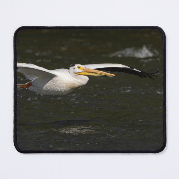 Item preview, White Pelican in Flight 6-7-2026 designed and sold by Thomasyoung.