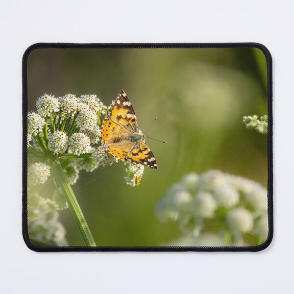 Item preview, Brunch Break – Painted Lady Butterfly on Cow Parsley, Bristol, England designed and sold by Johnathan Robinson Photography.