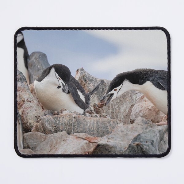 Item preview, Special Delivery by a Chinstrap Penguin Antarctica designed and sold by PhotoArt by Joan Carroll.