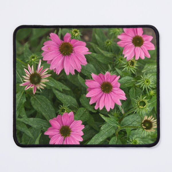 Item preview, Pink Echinacea Flowers designed and sold by Angela Dow.