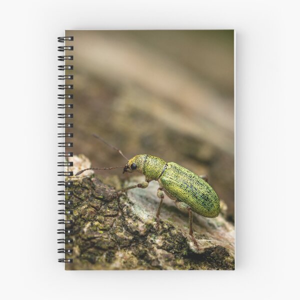 Item preview, Taking the Stairs – Green Nettle Weevil on Bark, Bristol, England designed and sold by Johnathan Robinson Photography.