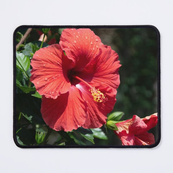 Item preview, Scarlet Hibiscus and Raindrops designed and sold by AENJ Collective.