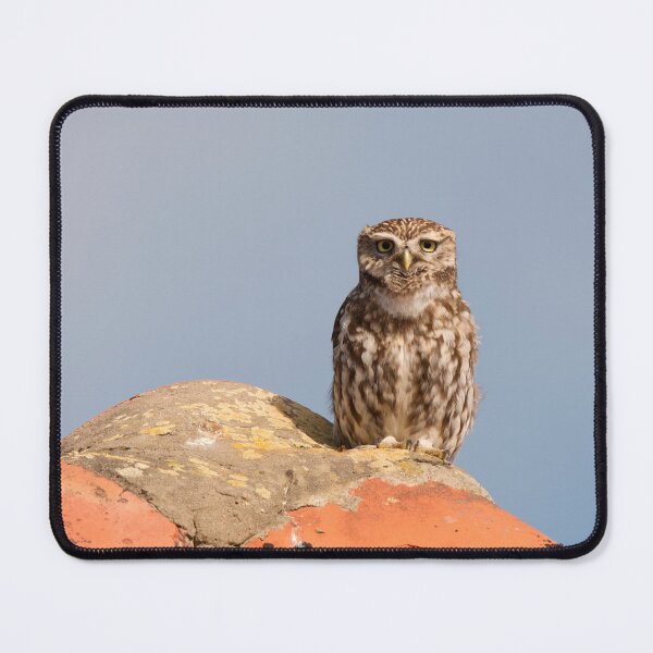 Item preview, Little Owl On Barn Roof designed and sold by Scott-Tilley Photography.