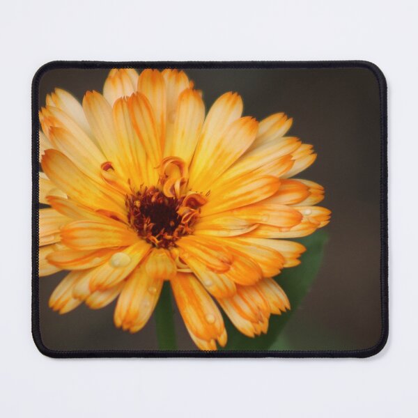 Item preview, Calendula designed and sold by MelittArt.