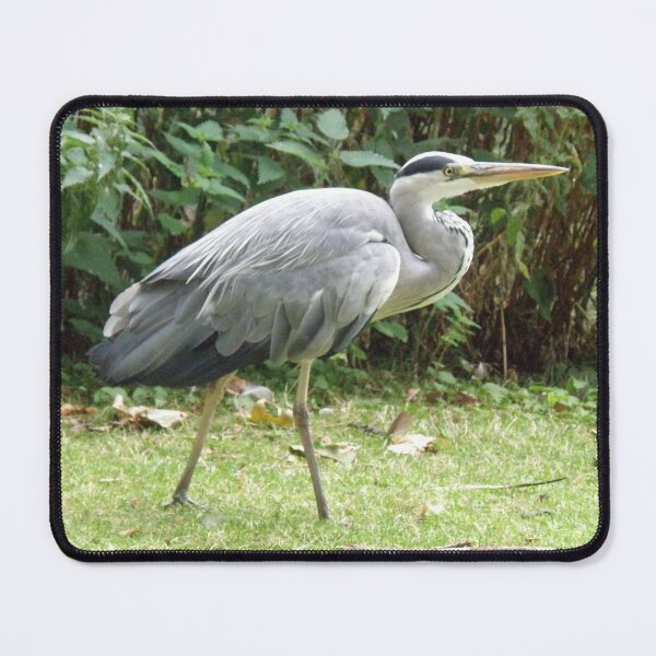 Item preview, Stalking Grey Heron Photograph designed and sold by naturegallery.