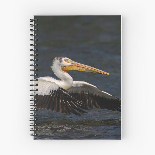 Item preview, White Pelican Taking Flight 6-7-2026 designed and sold by Thomasyoung.