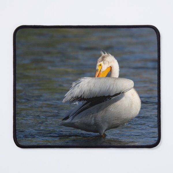 Item preview, White Pelican Preening 6-7-2026 designed and sold by Thomasyoung.