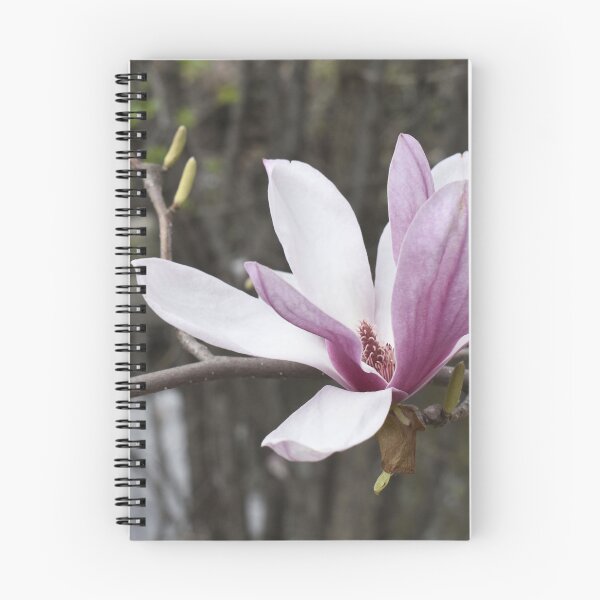 Item preview, One Saucer Magnolia blossom designed and sold by Kathleen Brant.